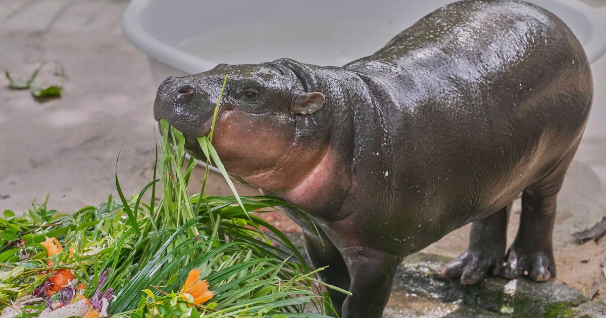 Crowds Flock To Thailand Zoo For Baby Hippo Moo Deng's First Birthday