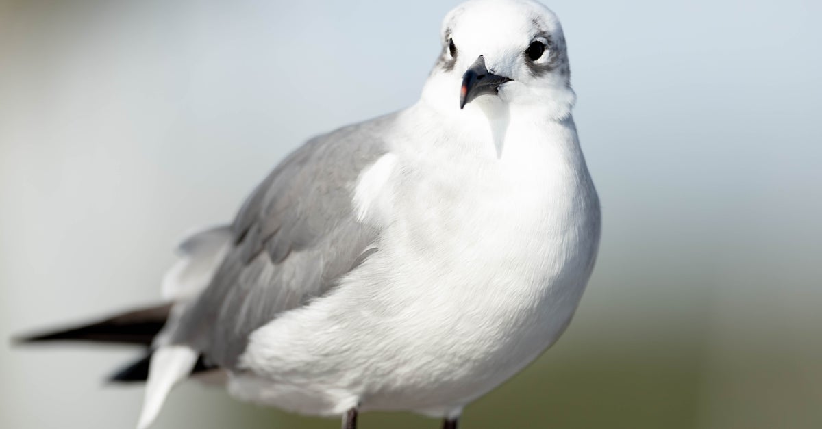 Baseball Player Ruffles Unexpected Guest's Feathers With 1 Wild Run-In