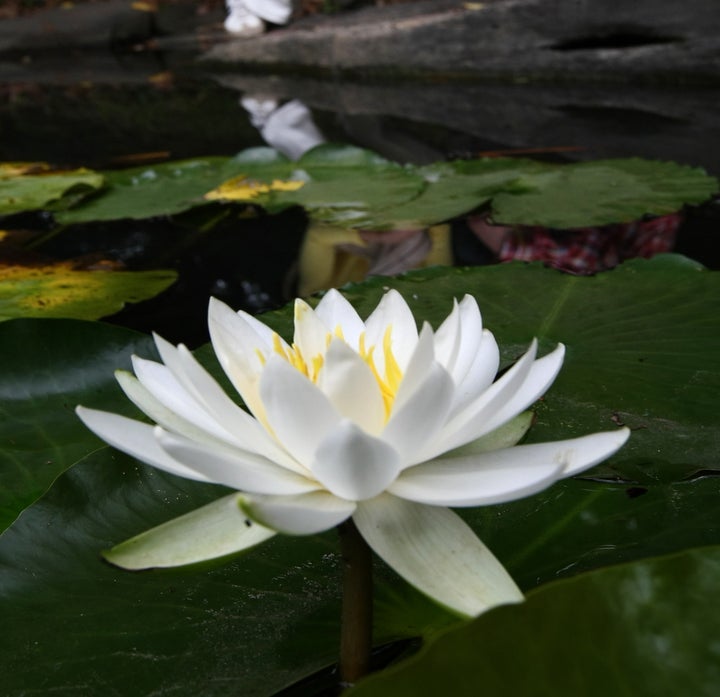 水戸黄門ゆかりの大名庭園として知られる小石川後楽園(東京都文京区)の池に咲くスイレン。真っ白な花が鮮やかに水面を彩っている。スイレンは、太陽の光を感じると花を閉じるため、日がまだ高くない早朝が見ごろ。しかし、曇っている時は開花の状態が長く続く。(撮影日:2009年06月18日)