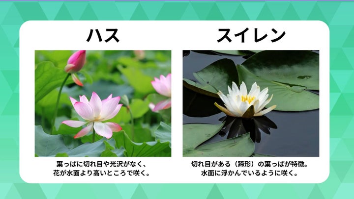 ハスとスイレン