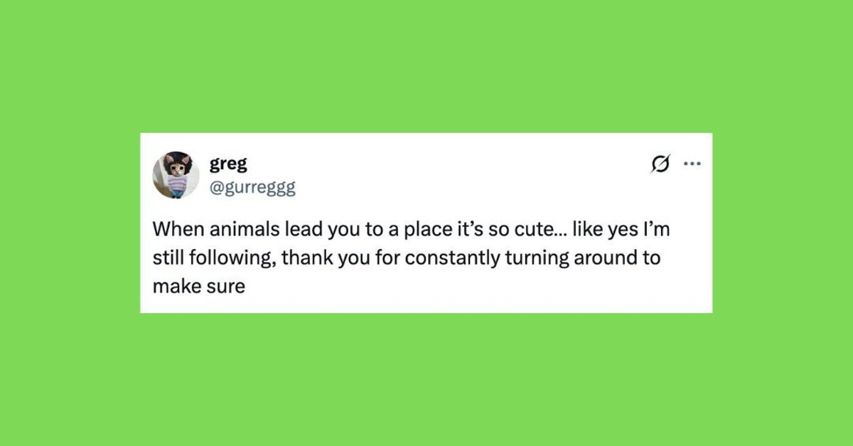 30 Of The Funniest Posts About Cats And Dogs This Week (July 5-11)