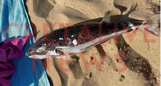 Έκαναν μπάνιο σε παραλία του Ηρακλείου και η θάλασσα ξέβρασε λαγόψαρο