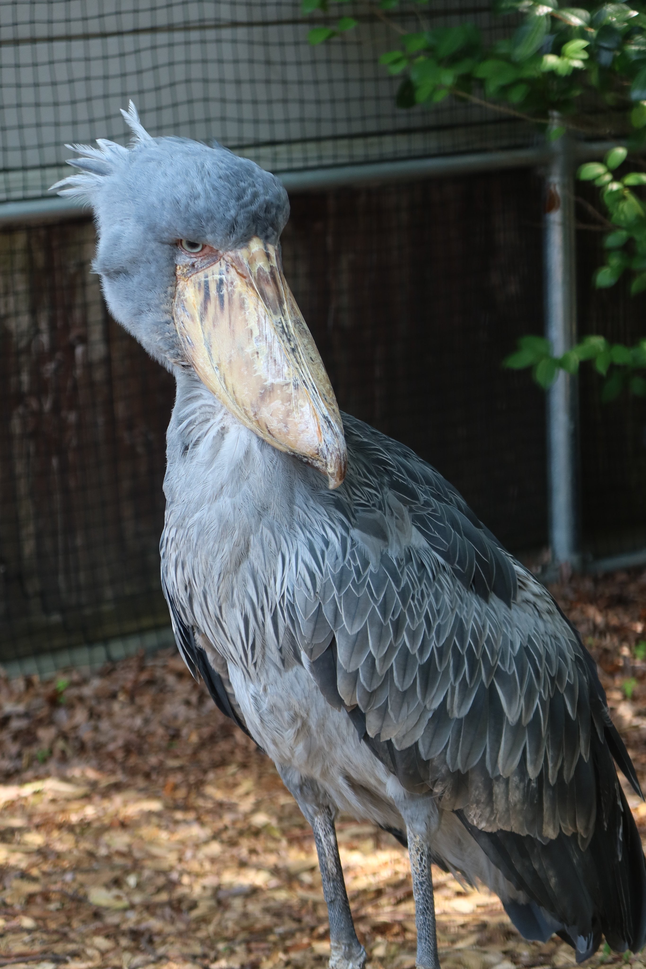 ☆ハシビ口コウ☆ ハシビロコウに会える動物園は6つ！全国12羽の名前や性格は