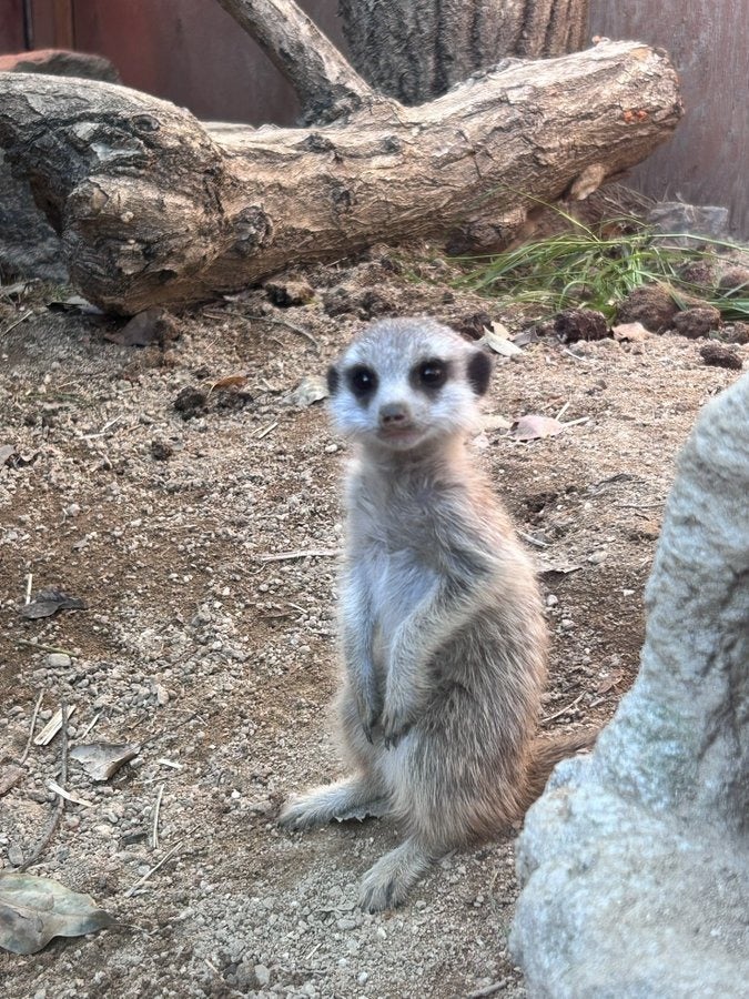ミーアキャットさん ミーアキャット|アフリカのサバンナ|動物紹介 よこはま動物園