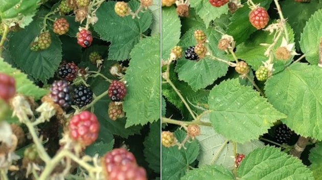 Ripe and nearly-ripe blackberries by my local park yesterday (15 July)