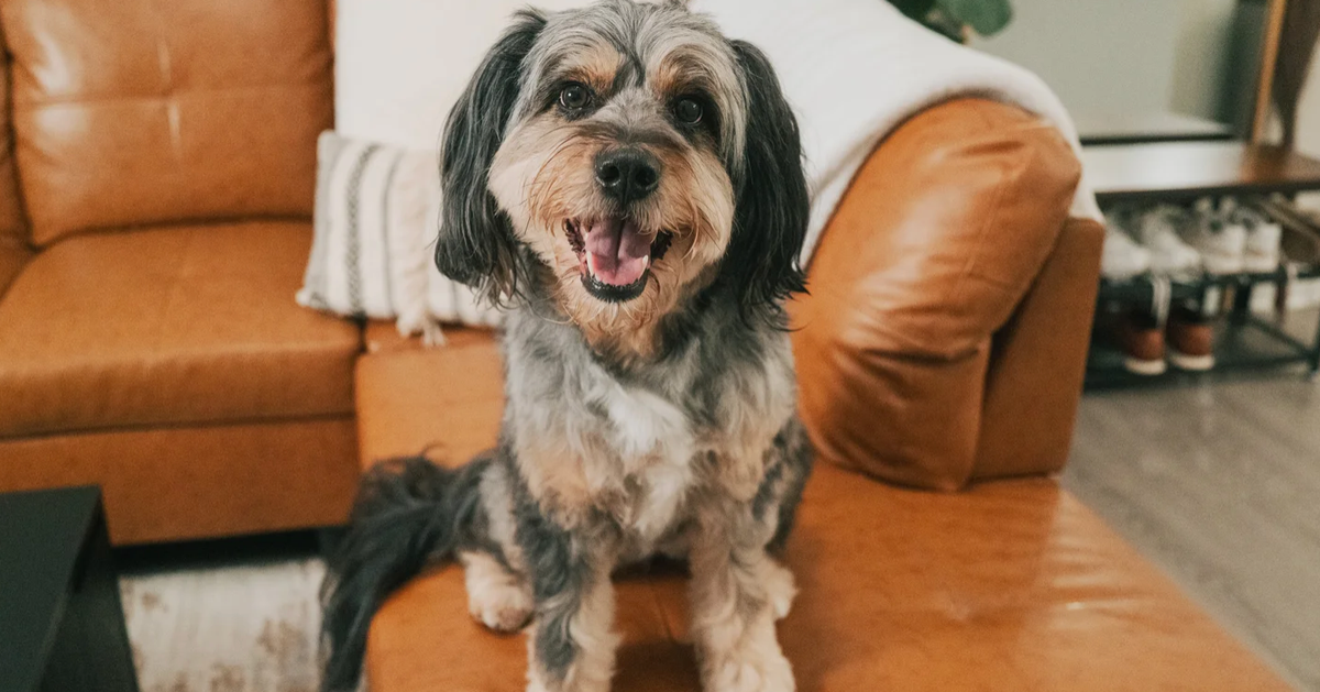 Dog Owners Say This No-Shock, Anti-Bark Device Is ‘Magic’