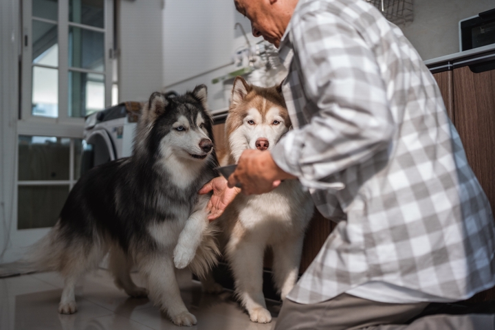 Senior man kneeling down to feed his dog, gently patting the dog's head with affection, offering a comforting touch, smiling softly, grateful for the companionship and joy his loyal pet brings to his life