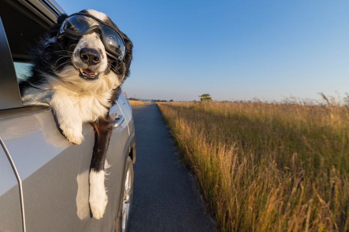 Border Collies can be excellent family dogs, especially for active families. Their intelligence, trainability, and loyalty make them good companions for kids and adults alike.