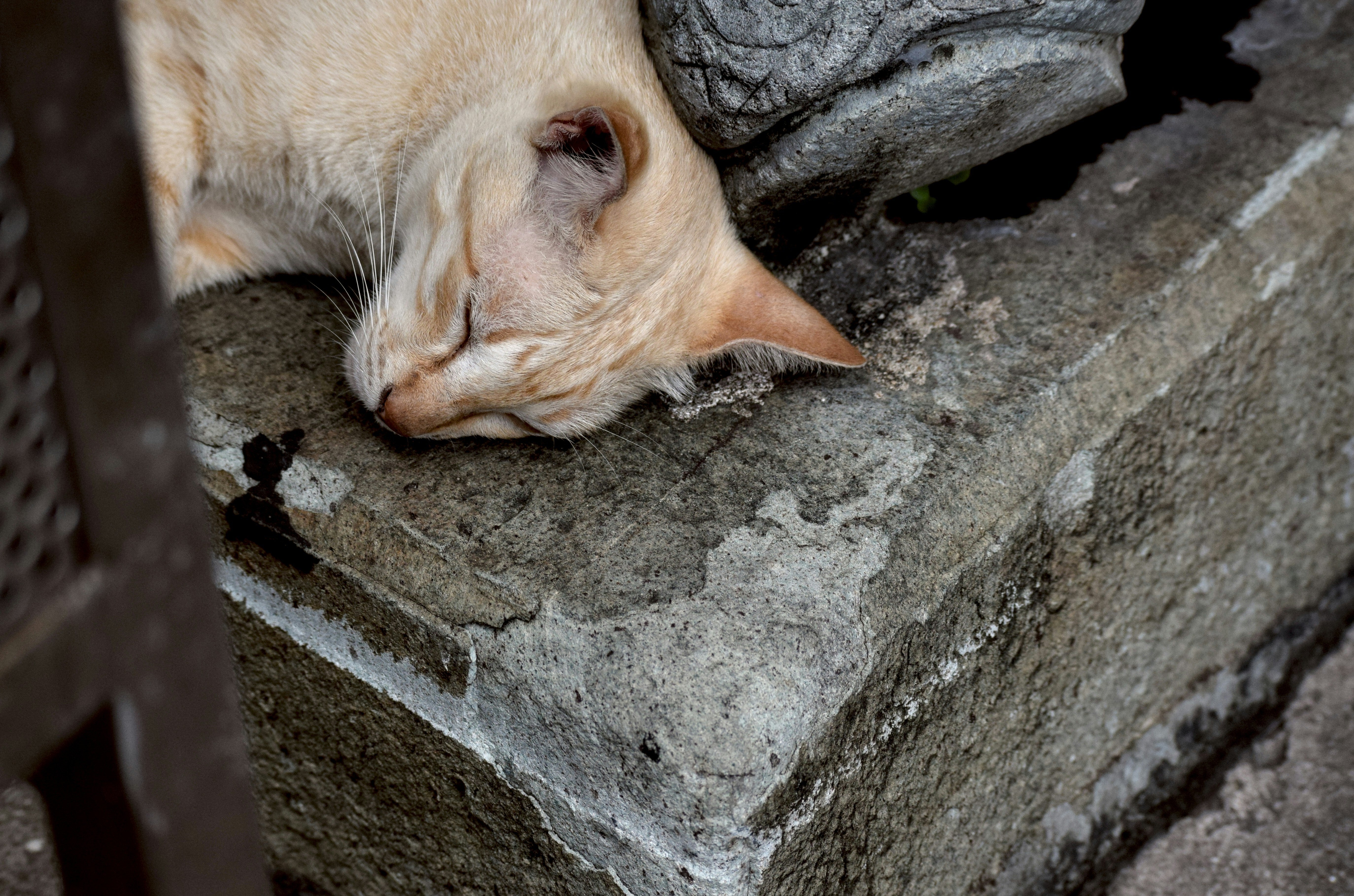 Pet Expert Explains Why Cats Love Concrete Slabs