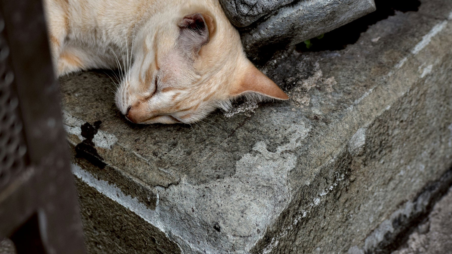 Why Cats are Good for Your Health Huffington Post: Surprising Benefits