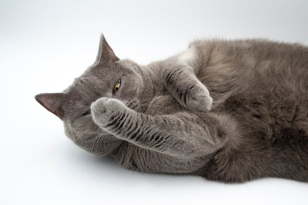 イメージ写真（本文中の猫とは関係がありません）