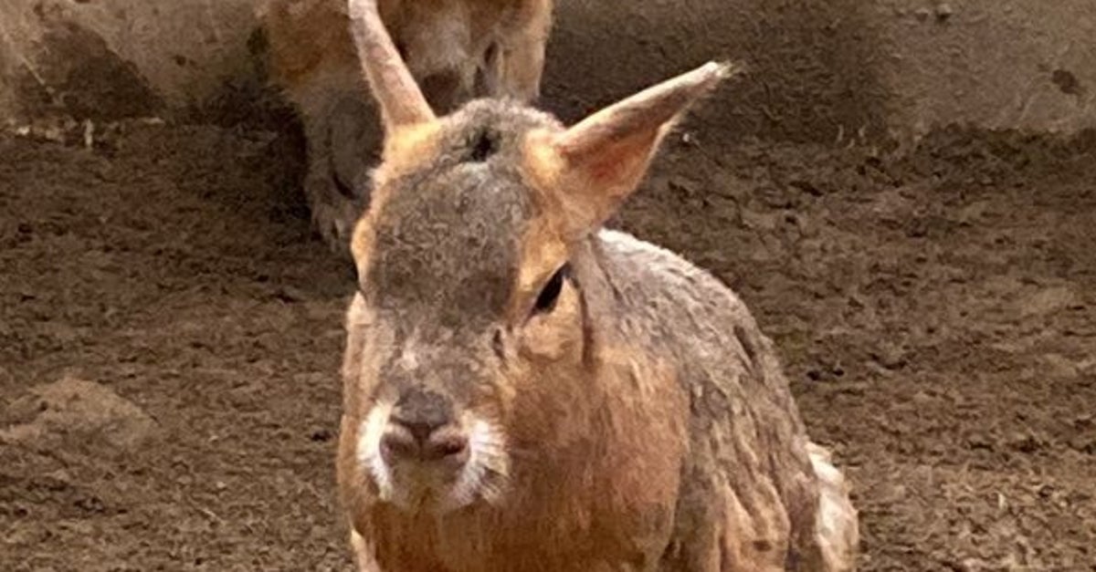 飼育員もヒヤッとする大型ネズミ・マーラの寝姿「お客から生死の心配を 