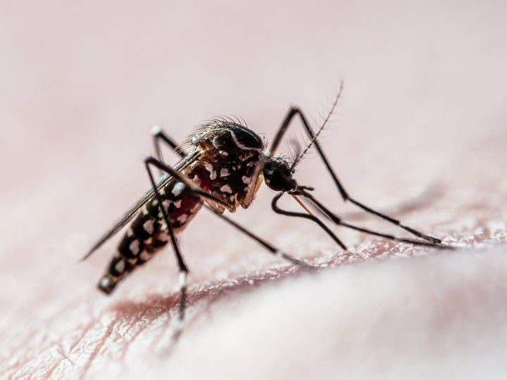 Mosquitoes can spread serious and potentially deadly illnesses like malaria, dengue and West Nile.