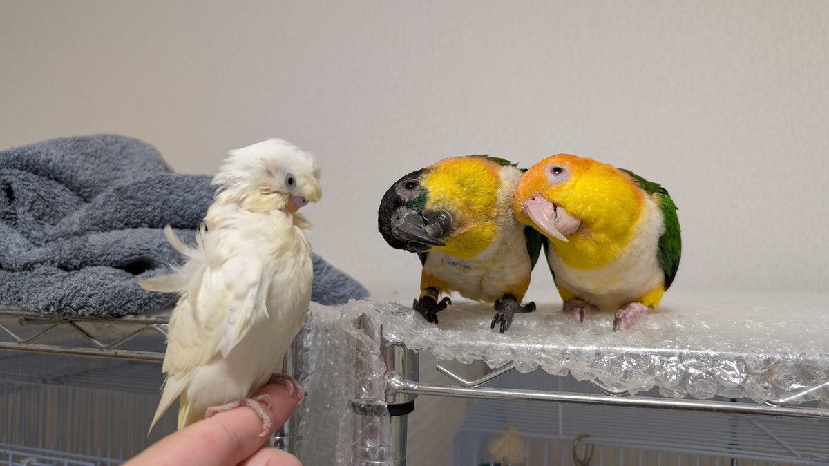 仲良しインコが新入りに「誰？」⇨興味津々の動きが可愛すぎた