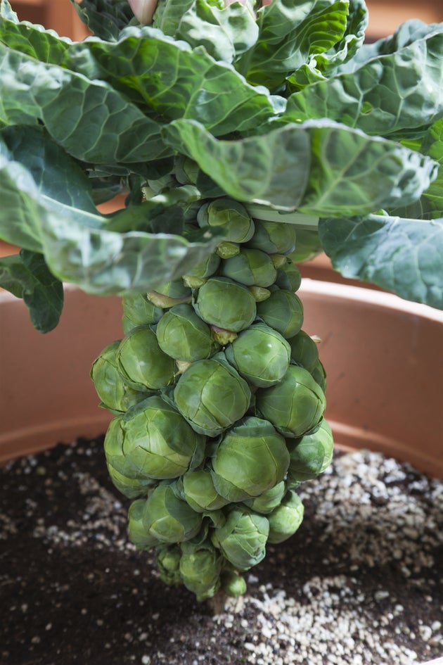 プランターで育てられている芽キャベツ