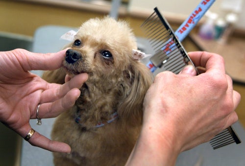 Petsmart Dog Grooming Training: Elevate Your Skills Today