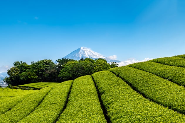 静岡県富士市の茶畑と富士山