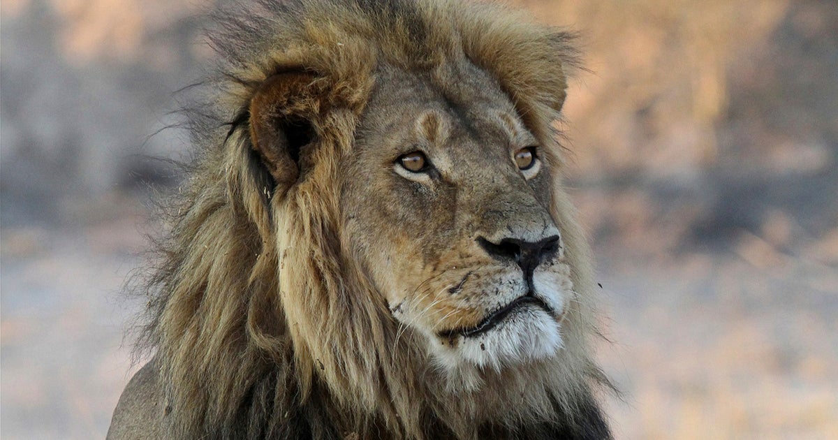 Cecil 2.0?: Outrage As Trophy Hunter Slays Collared Lion In Echo Of 2015 Scandal