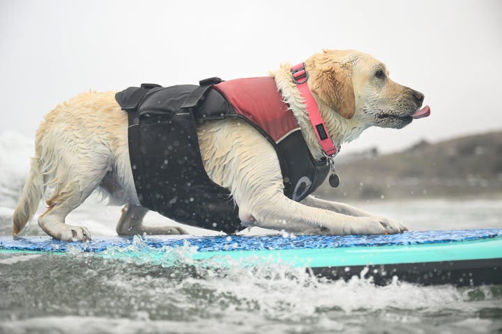 Rosie pega uma onda durante o campeonato mundial de surf para cães no sábado, 2 de agosto de 2025, em Pacifica, Califórnia (AP Photo/Eakin Howard)