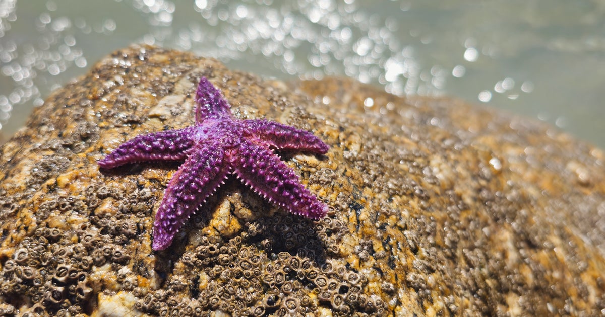 Scientists Say They Have Solved The Mystery Of What Killed More Than 5 Billion Starfish