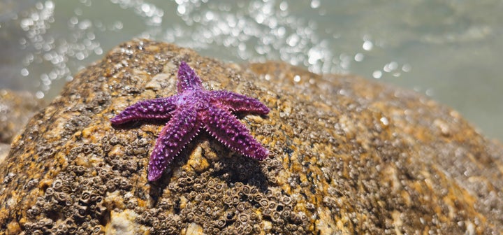 Scientists Have Solved The Mystery Of What Killed More Than 5 Billion Starfish