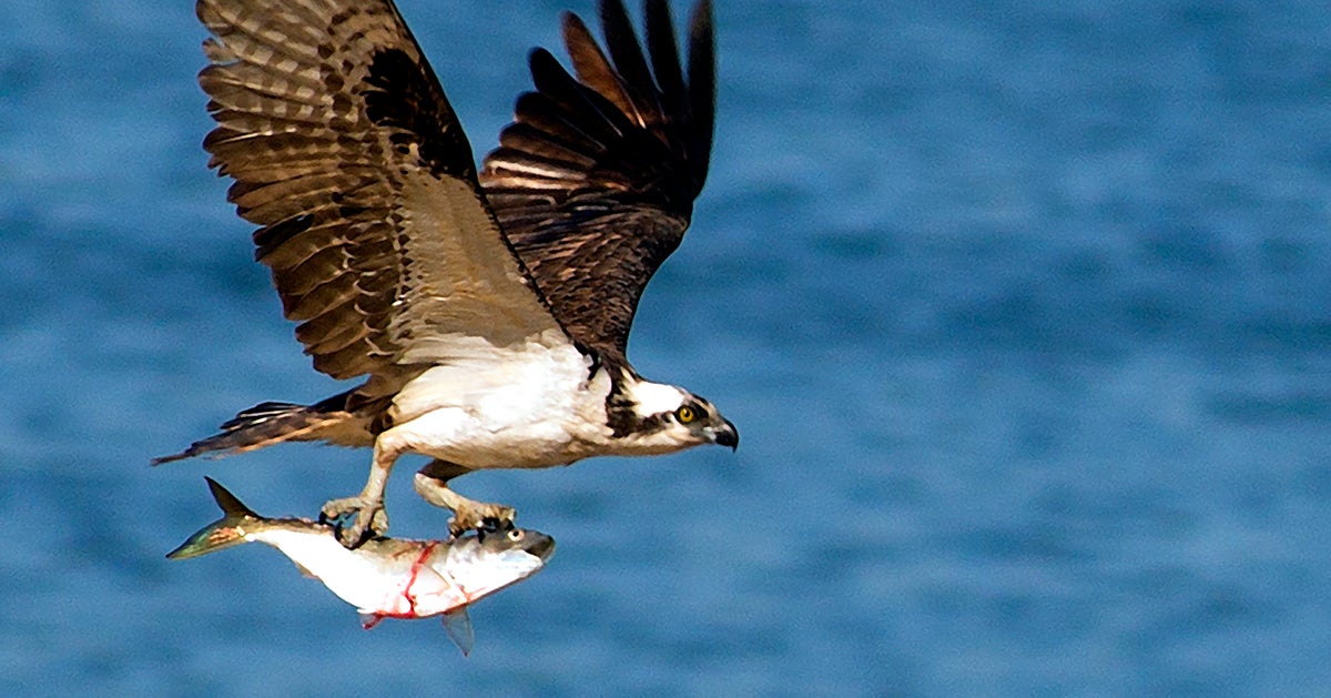 Bird Sparks Canadian Brush Fire After Dropping A Fish On Power Lines