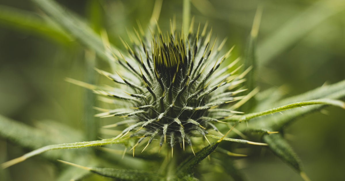 UK Gardeners Urged To Swap Weedkiller Sprays For This 1-Ingredient Method