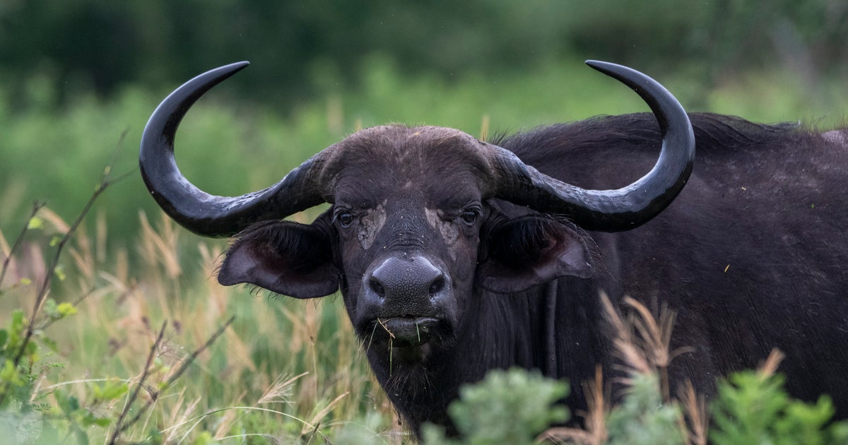 Texas Millionaire Rancher Gored To Death By Buffalo During South African Hunting Safari