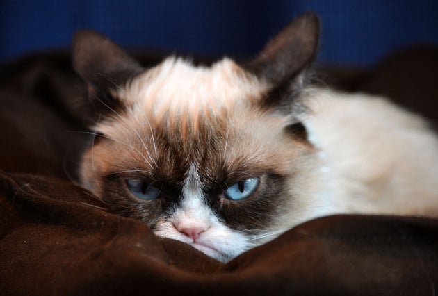 著書「Grumpy Cat : A Grumpy Book」のプロモーションに登場したグランピーキャット (2013年7月23日撮影。Photo by Amanda Edwards/WireImage)