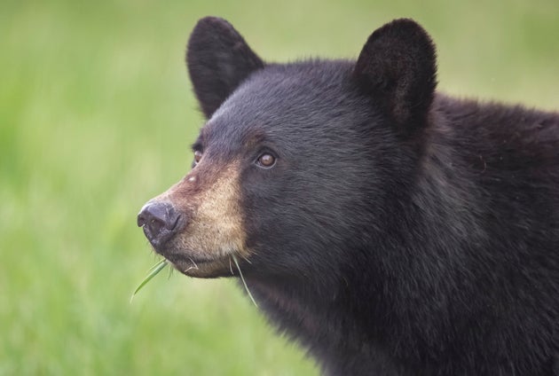 クロクマのイメージ画像