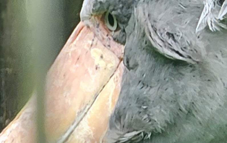強風で“みだれ髪”に…ハシビロコウの貴重すぎる姿に「寝ぐせ