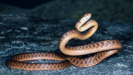 世界を虜にしたコビトカバ「ムーデン」、タイで1歳の誕生日を