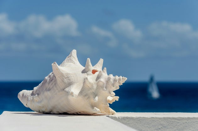 Conch shell