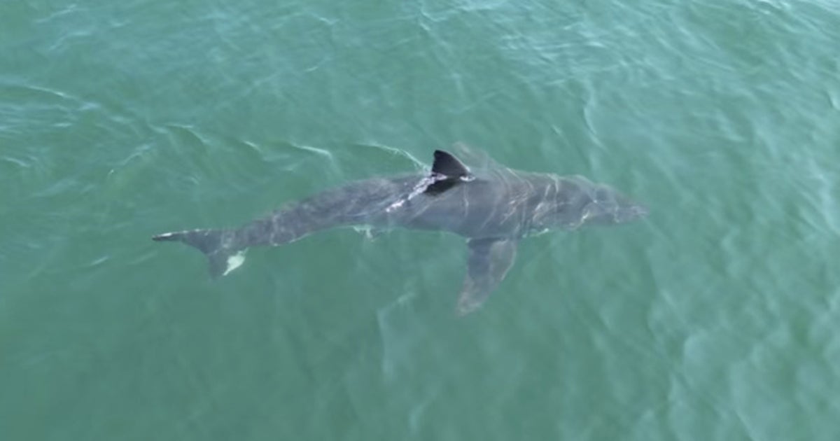 Maine Police Issue Warning After Great White Shark Is Spotted Near Beaches