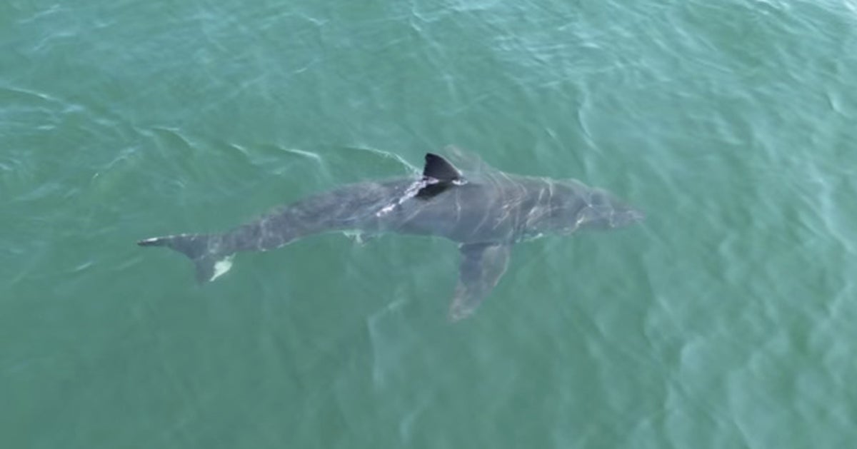 Maine Police Issue Warning After Great White Shark Is Spotted Near Beaches