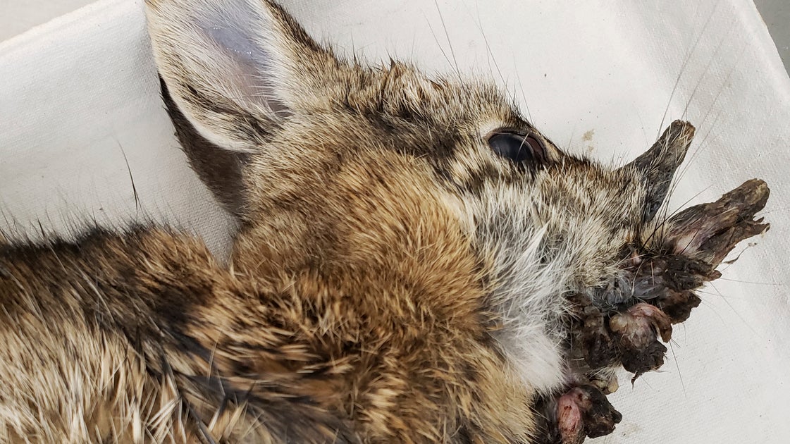 Rabbits In Colorado Suddenly Growing 'Horns' On Their Faces