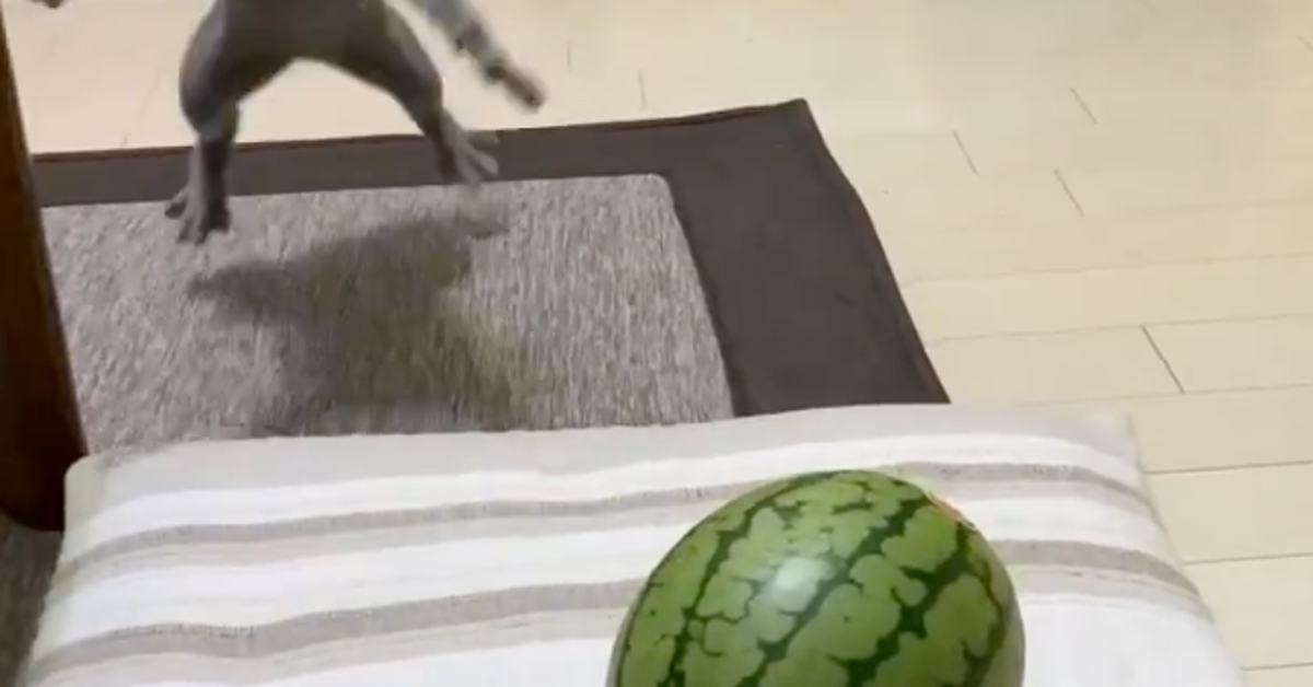 スイカ相手に忍者のように挑む猫。華麗なステップに「互角の戦い」と