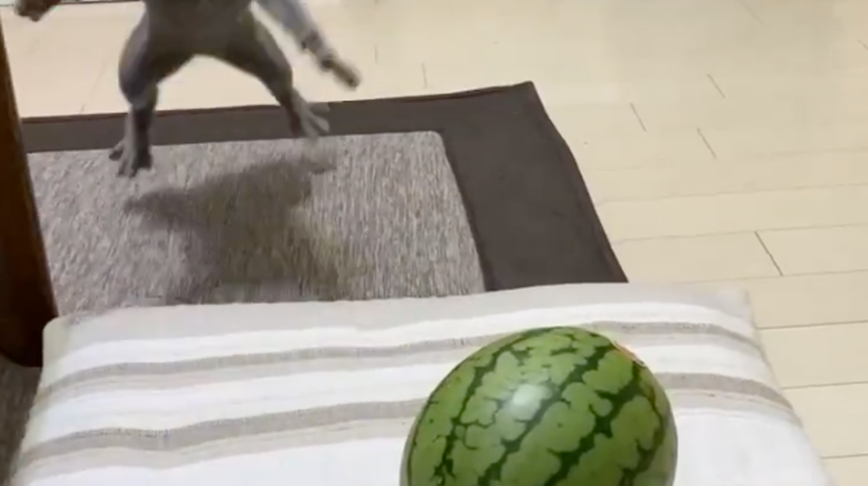動画】スイカ相手に忍者のように挑む猫。華麗なステップに「互角の戦い