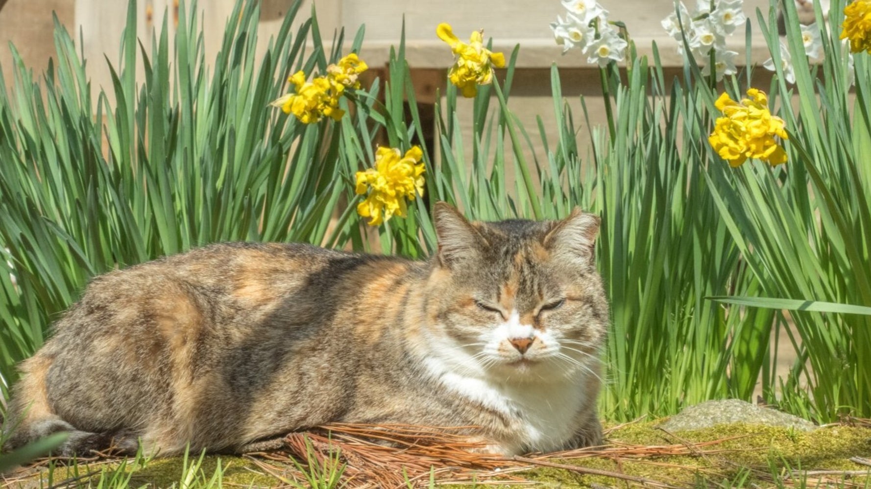 画像】この中に5匹の猫がいます⇨スイセンの花に紛れて「4が限界、探せ 