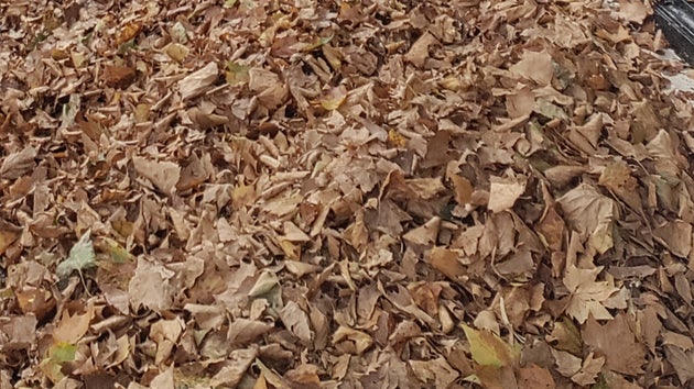 Brown leaves, fallen early