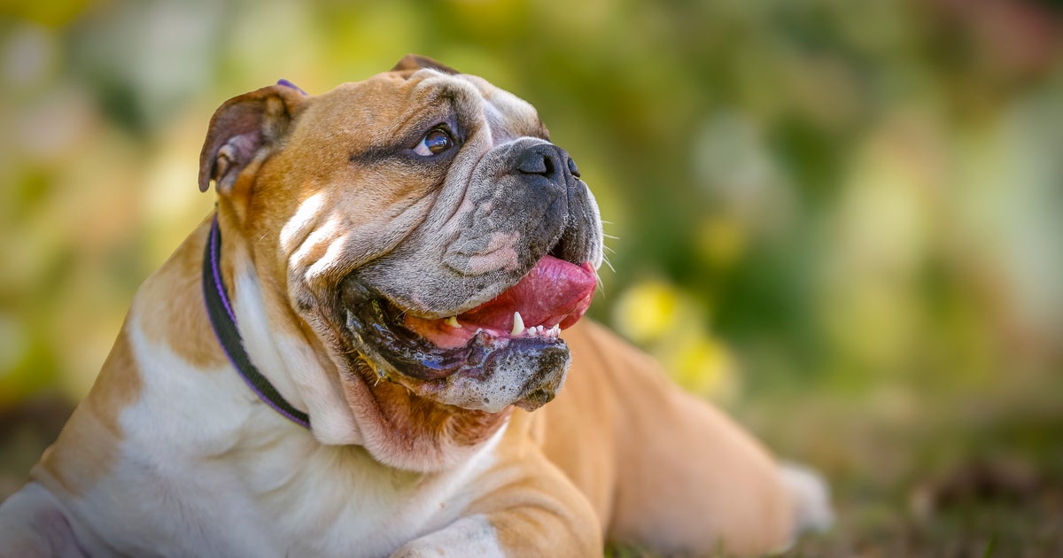 Dog Owners Say This No-Shock, Anti-Bark Device Is ‘Magic’