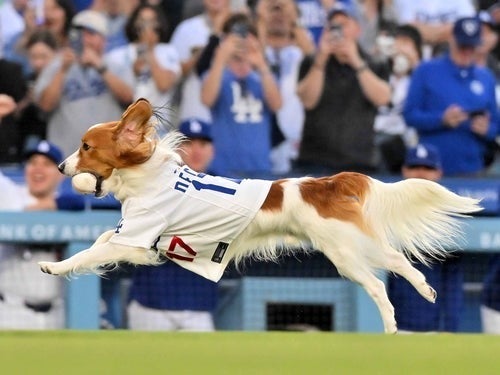 大谷翔平、デコピンが2足で立ち上がる姿を投稿⇒「人間と犬の二刀流