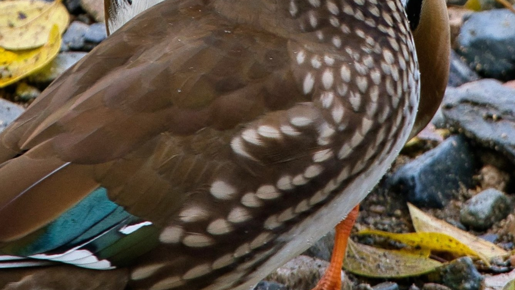 水彩画「おし鳥夫婦」 水彩画「おし鳥夫婦」 水彩画「おし鳥夫婦