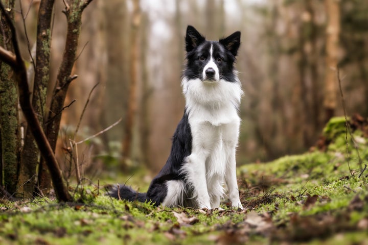 Beautiful purebred dog photographed outdoors in nature.