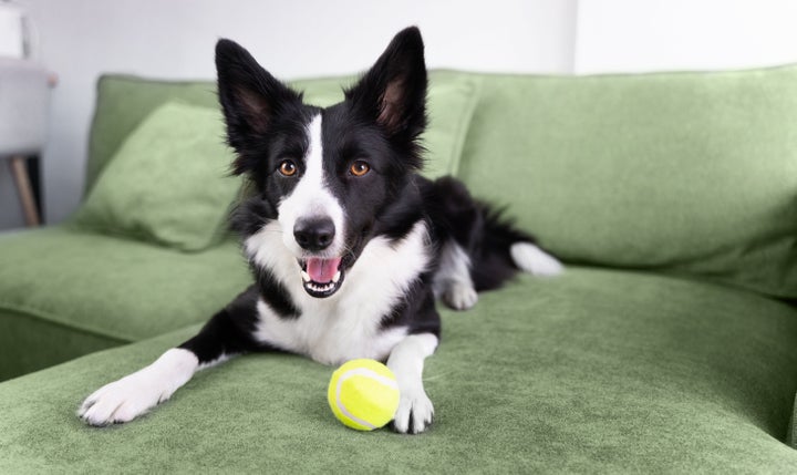 Dog at home