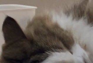 猫の独特な「溶け方」にツッコミ殺到「溶け残ってる！」「半分だけ
