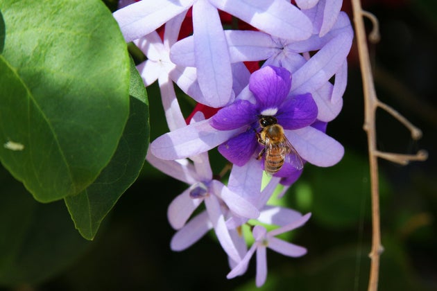 Bee on hyacinth
