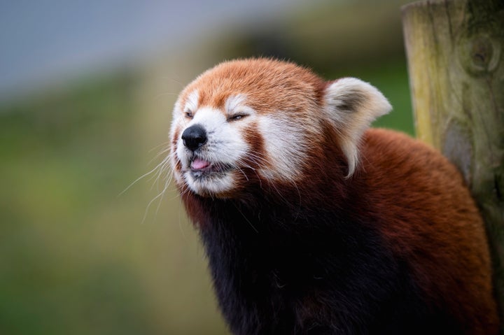 レッサーパンダ