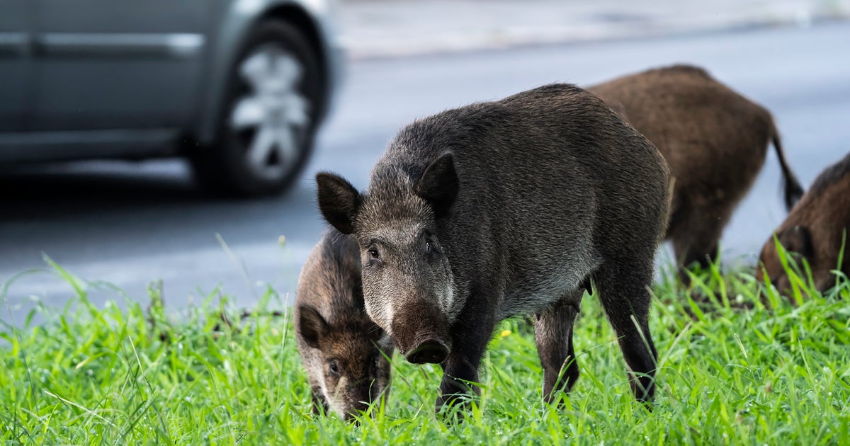 Canon - イノシシ RF5.2mm F2.8 L DUAL FISHEYE 撮影サンプル動画：野生動物映像