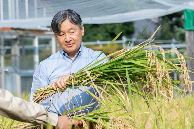 皇居内生物学研究所脇の水田において、お稲刈り2025年9月9日